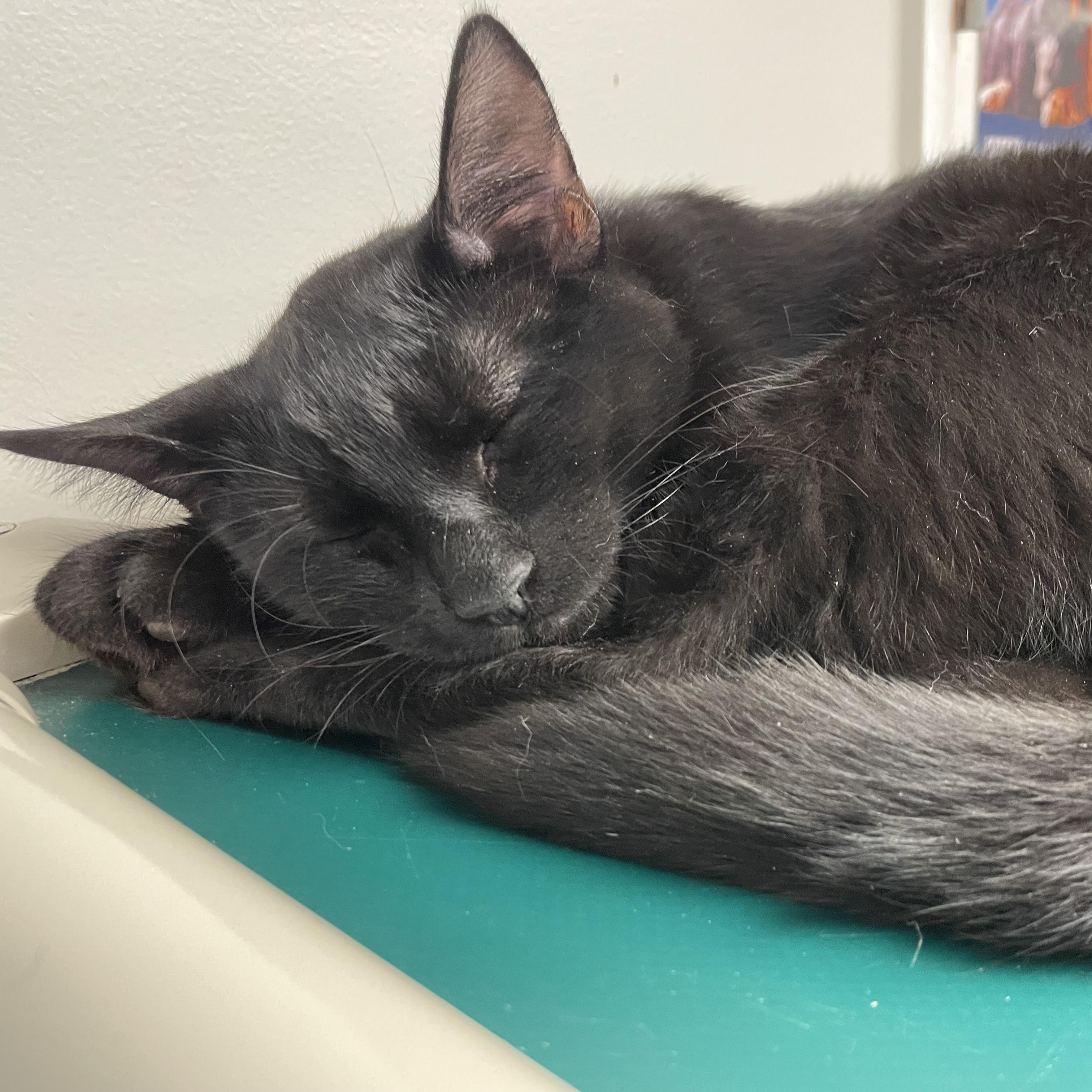 Robyn, Adoptable, Young Male Domestic Short Hair.