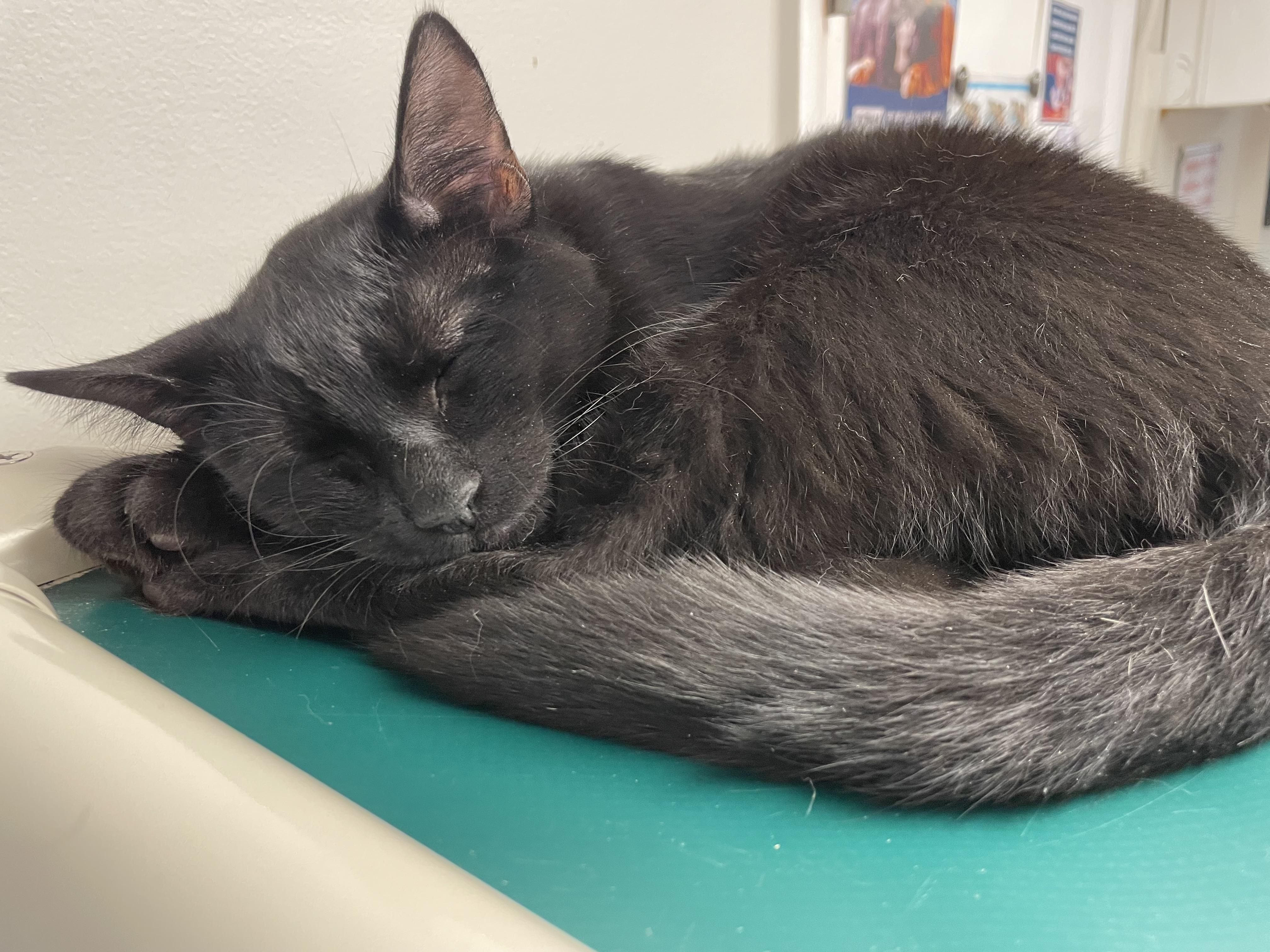 Enlarge Robyn, a Adoptable Domestic Short Hair in Fernandina Beach, FL image 3/3