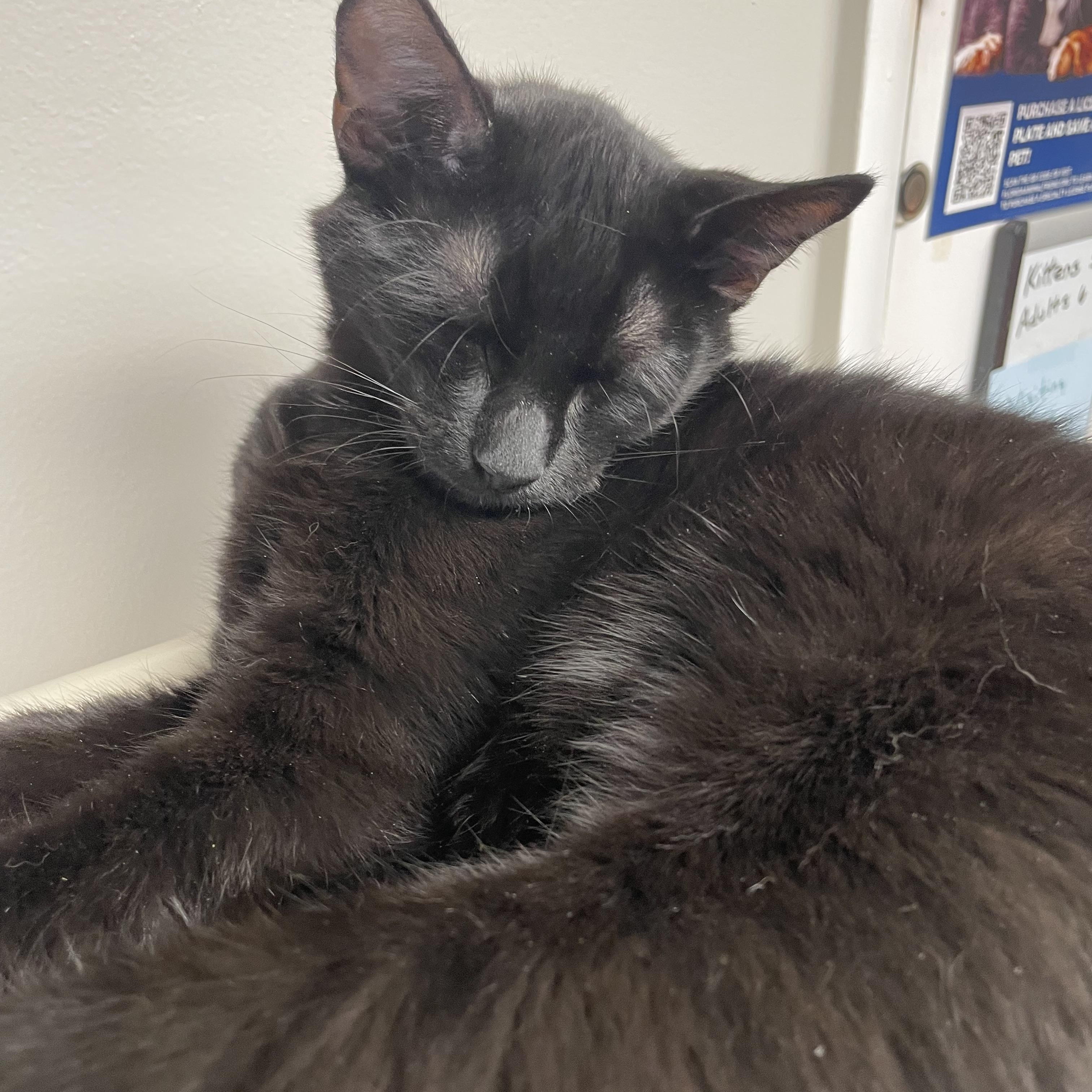 Enlarge Robyn, a Adoptable Domestic Short Hair in Fernandina Beach, FL image 2/3