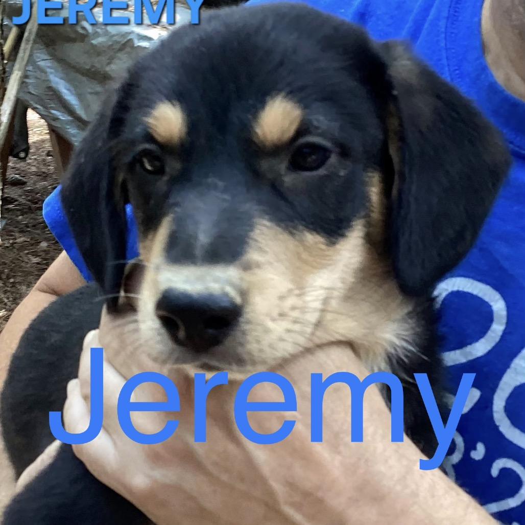 NY Jeremy Avail Aug 26 (MTK Hotel Mount Kisco), Adoptable, Puppy Male Mixed Breed.