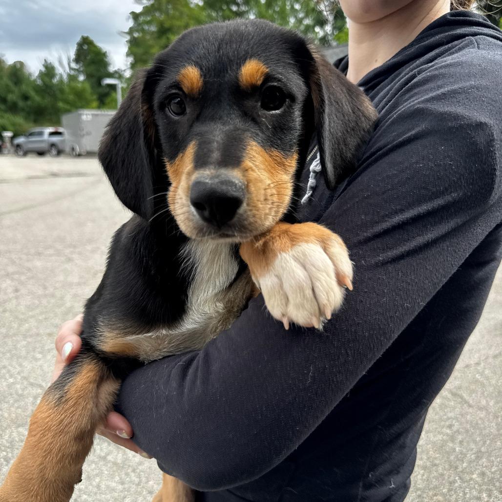 Enlarge NY Jeremy Avail Aug 26 (MTK Hotel Mount Kisco), a Adoptable Mixed Breed in Eastford, CT image 2/3