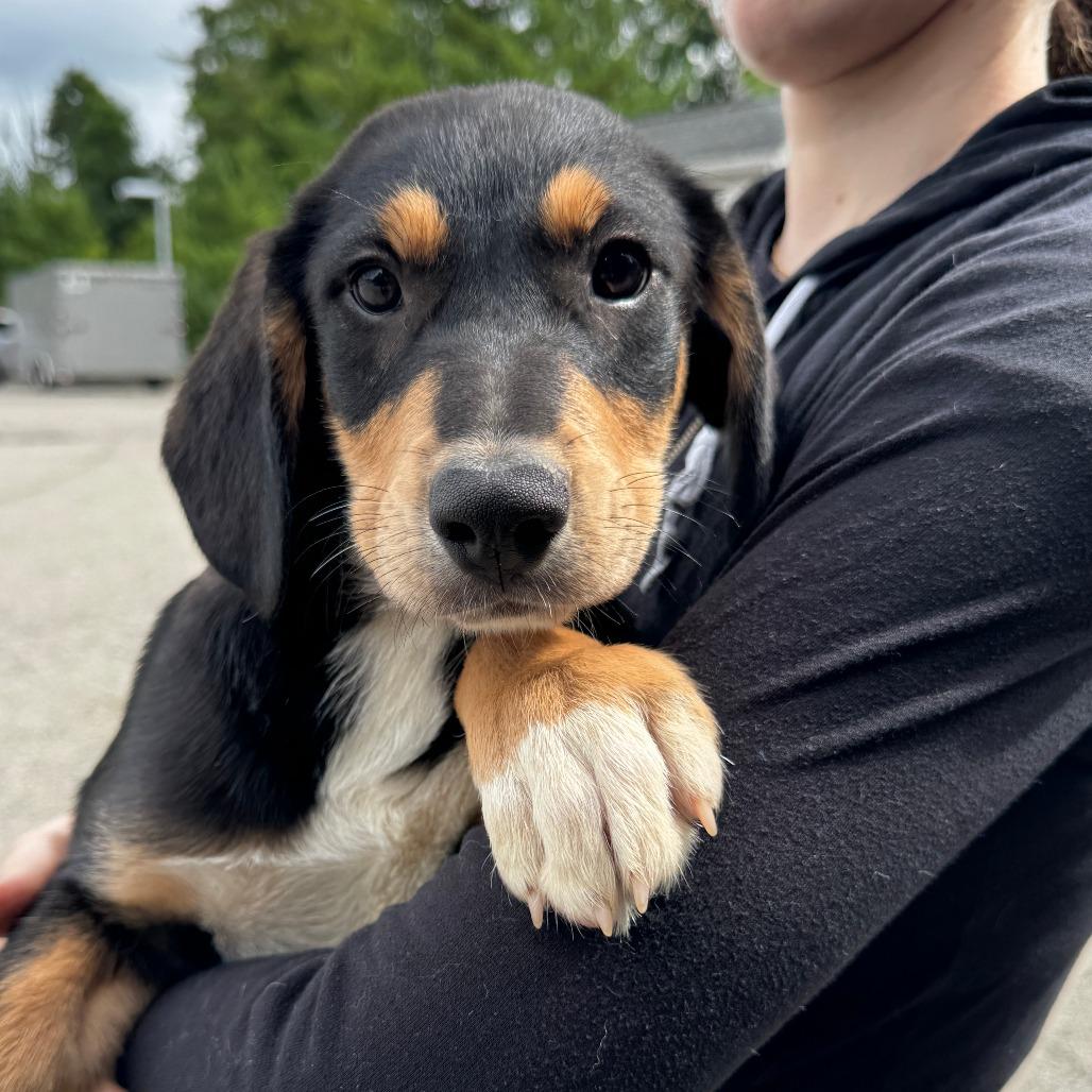 Enlarge NY Jeremy Avail Aug 26 (MTK Hotel Mount Kisco), a Adoptable Mixed Breed in Eastford, CT image 3/3