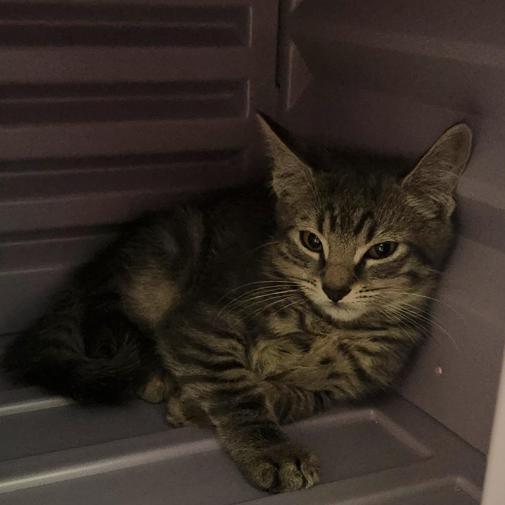 Link, Adoptable, Kitten Male Domestic Medium Hair.