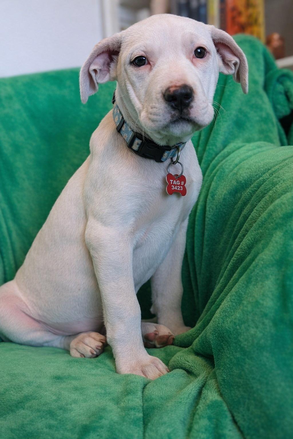 Enlarge Fennel , a ADOPTABLE mixed breed in Kiowa, OK image 5/5