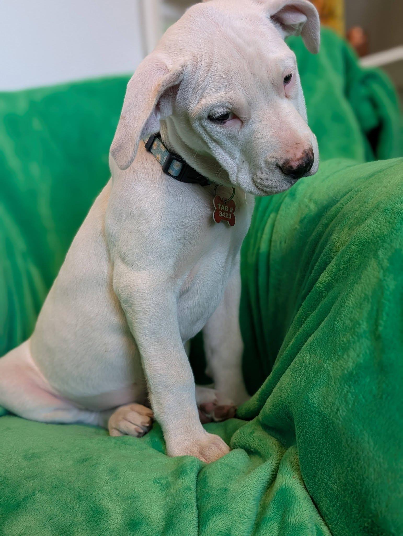 Enlarge Fennel , a ADOPTABLE mixed breed in Kiowa, OK image 2/5