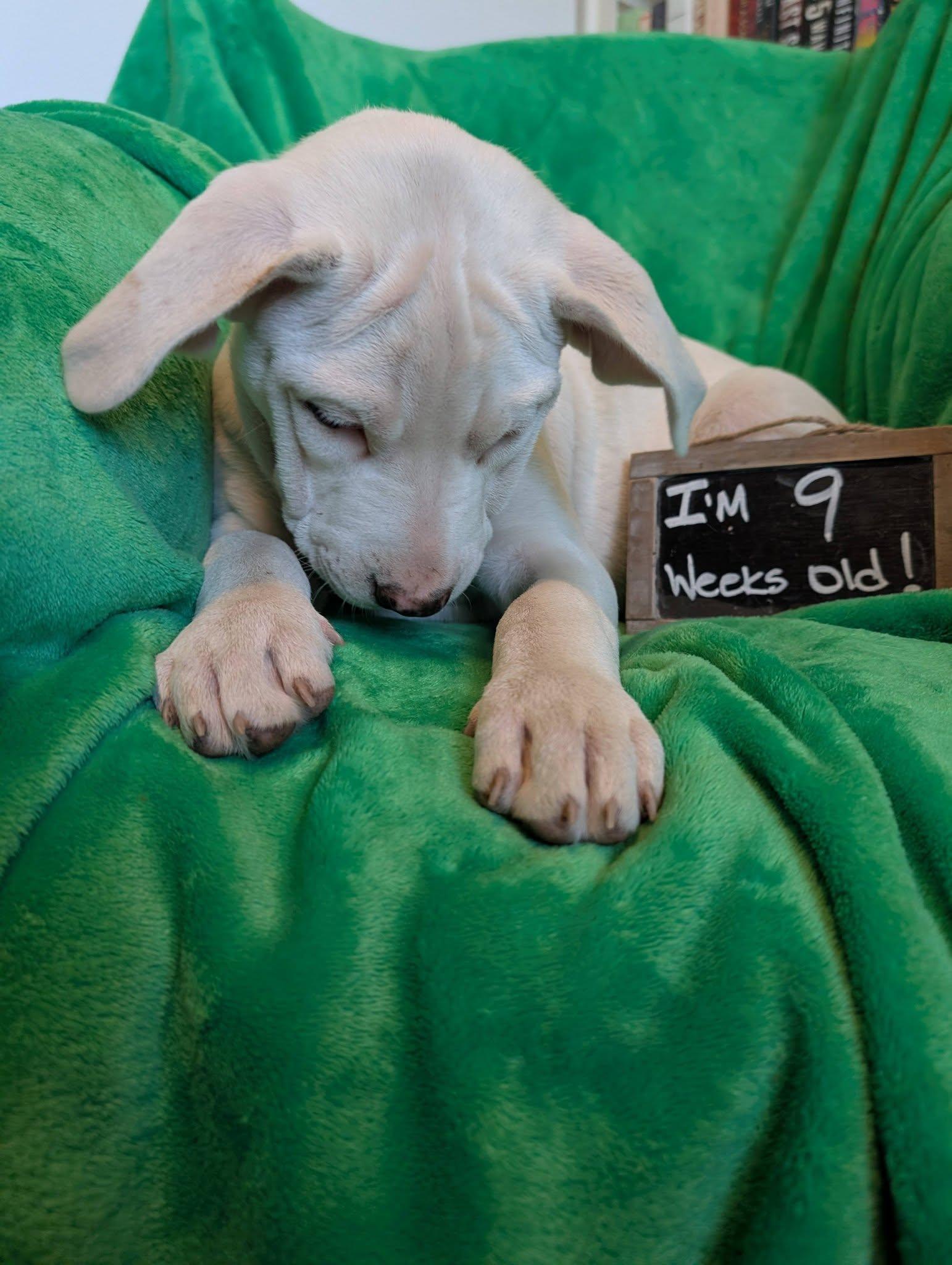 Enlarge Fennel , a ADOPTABLE mixed breed in Kiowa, OK image 3/5