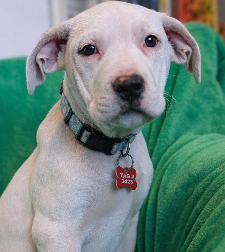 Fennel , ADOPTABLE, Puppy Female Great Pyrenees & Dogo Argentino.