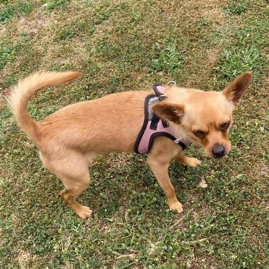Enlarge Billow, a ADOPTABLE mixed breed in Van Nuys, CA image 5/6