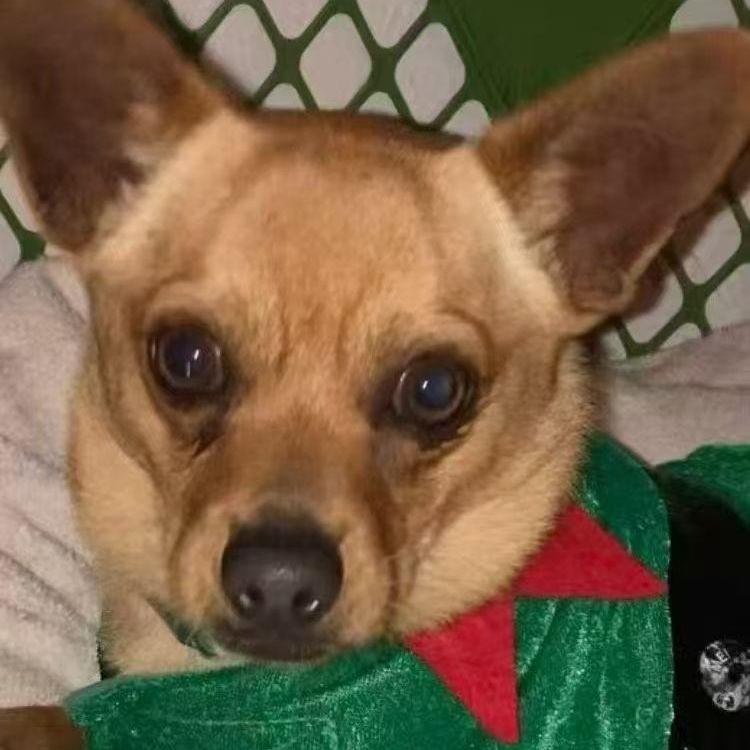 Enlarge Billow, a ADOPTABLE mixed breed in Van Nuys, CA image 3/6