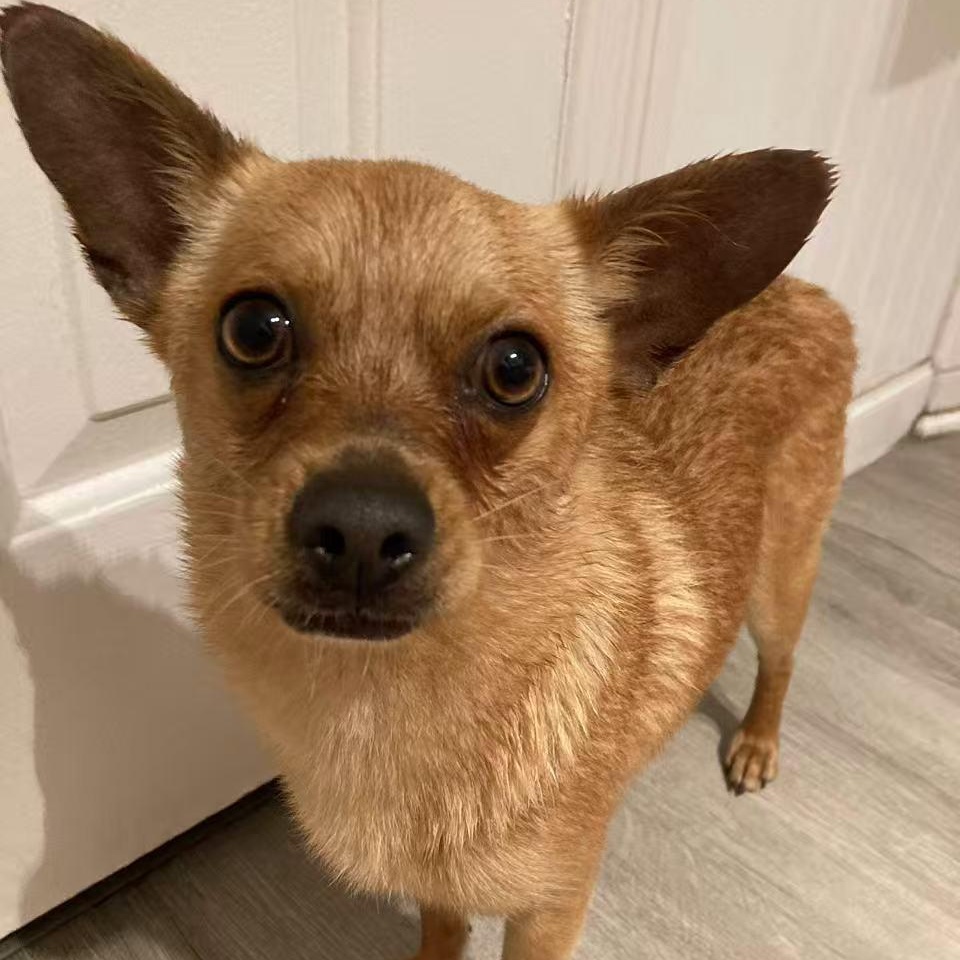 Enlarge Billow, a ADOPTABLE mixed breed in Van Nuys, CA image 2/6