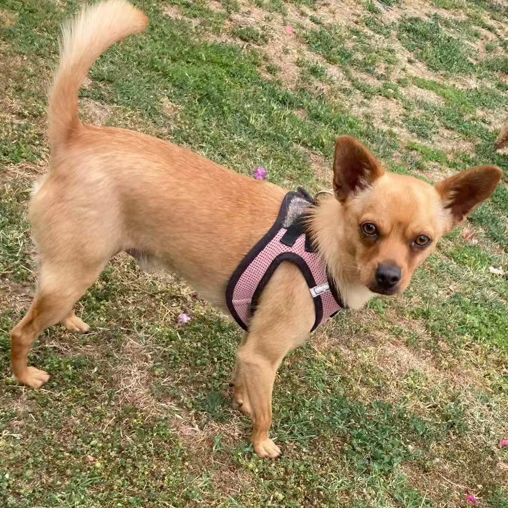 Enlarge Billow, a ADOPTABLE mixed breed in Van Nuys, CA image 4/6