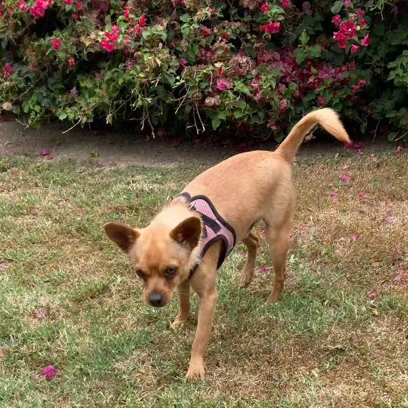 Enlarge Billow, a ADOPTABLE mixed breed in Van Nuys, CA image 6/6