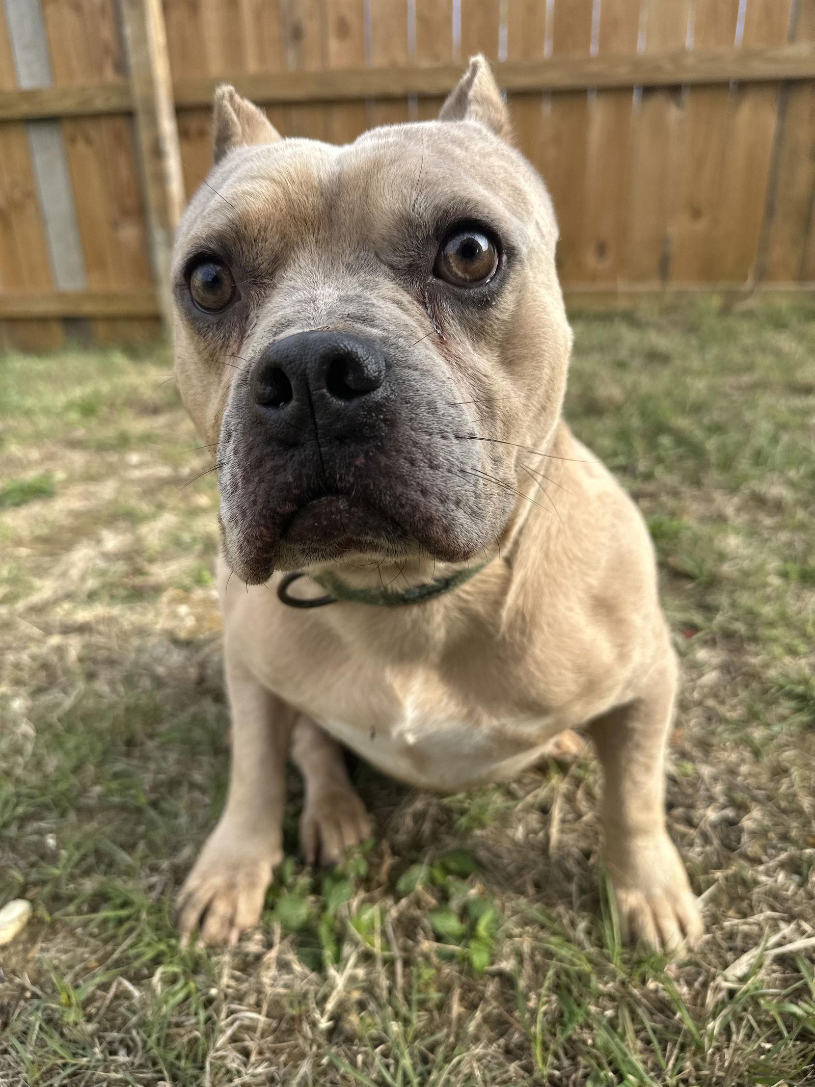 Camo — thumbnail 2