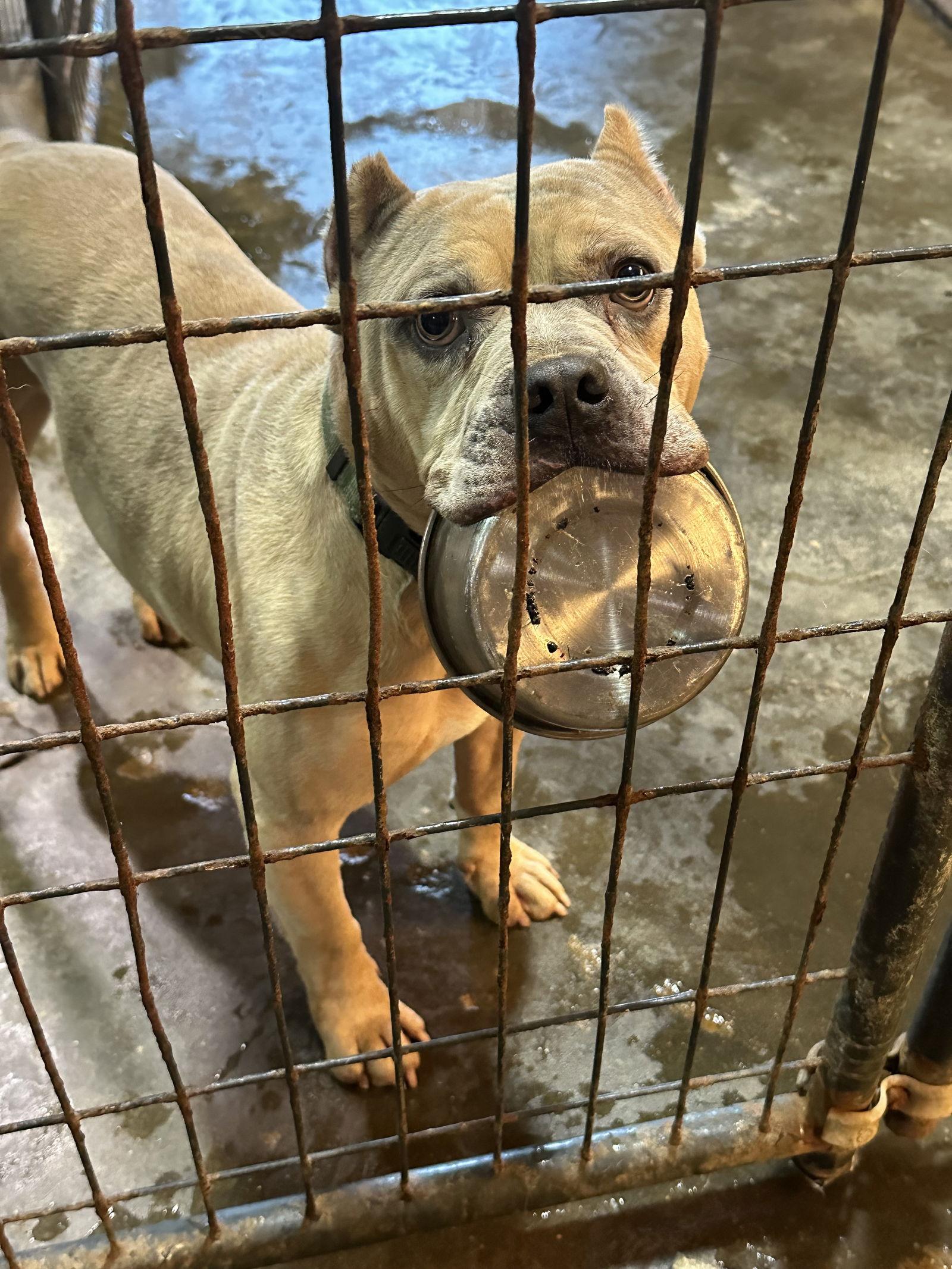 Camo — thumbnail 3