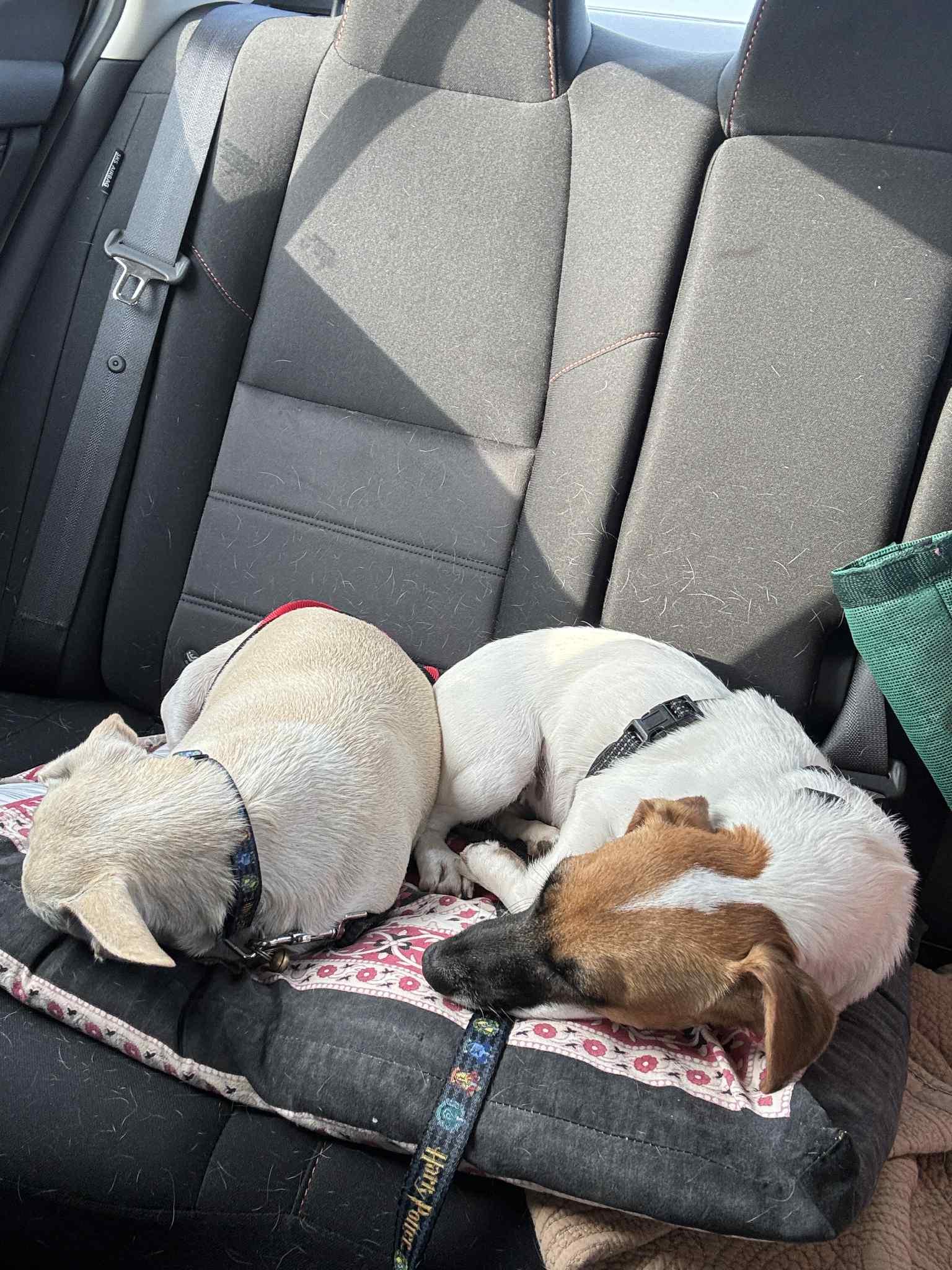 Enlarge Jaki, a Adopted Jack Russell Terrier in Toronto, ON image 4/6