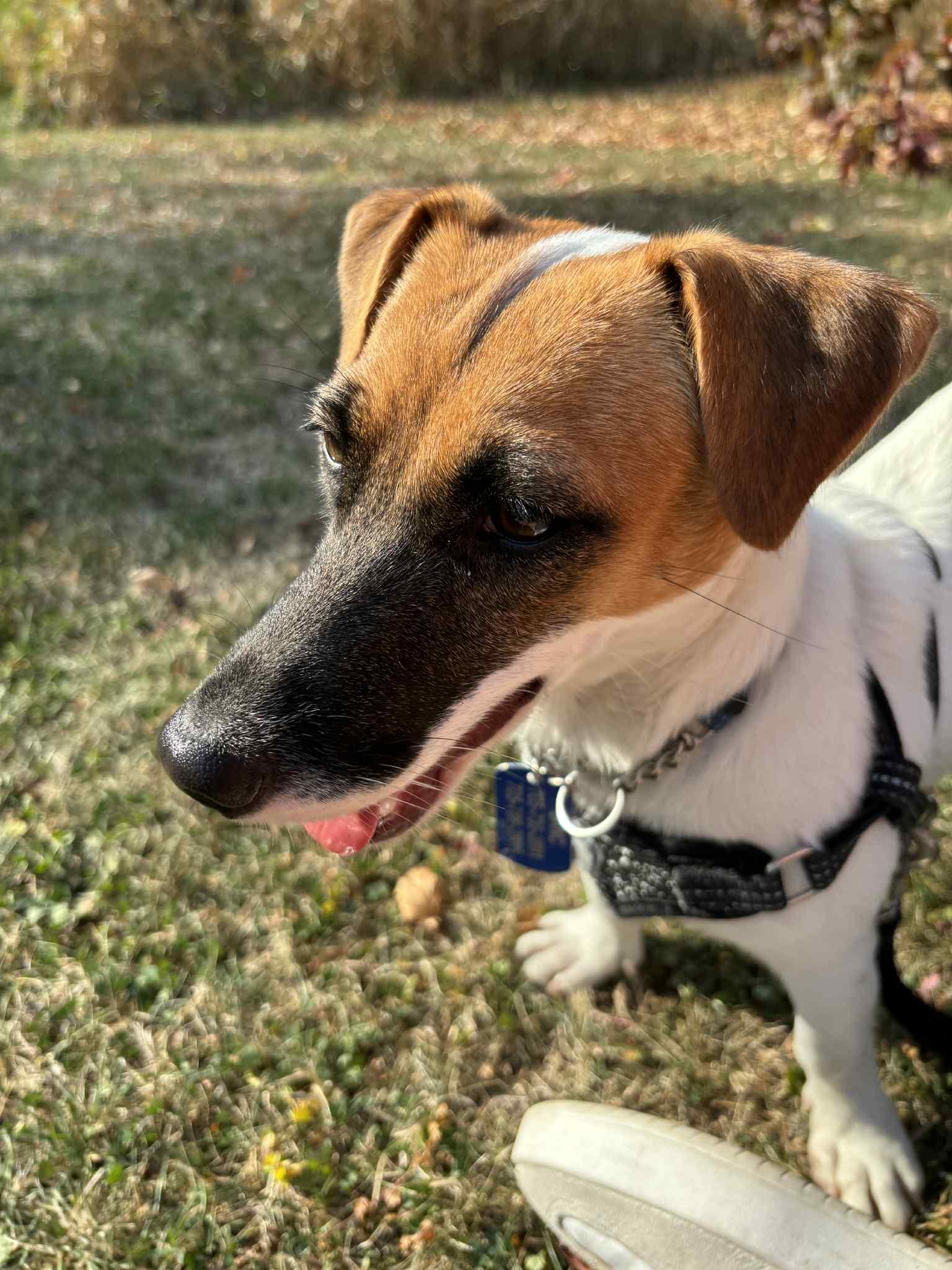 Enlarge Jaki, a Adopted Jack Russell Terrier in Toronto, ON image 5/6