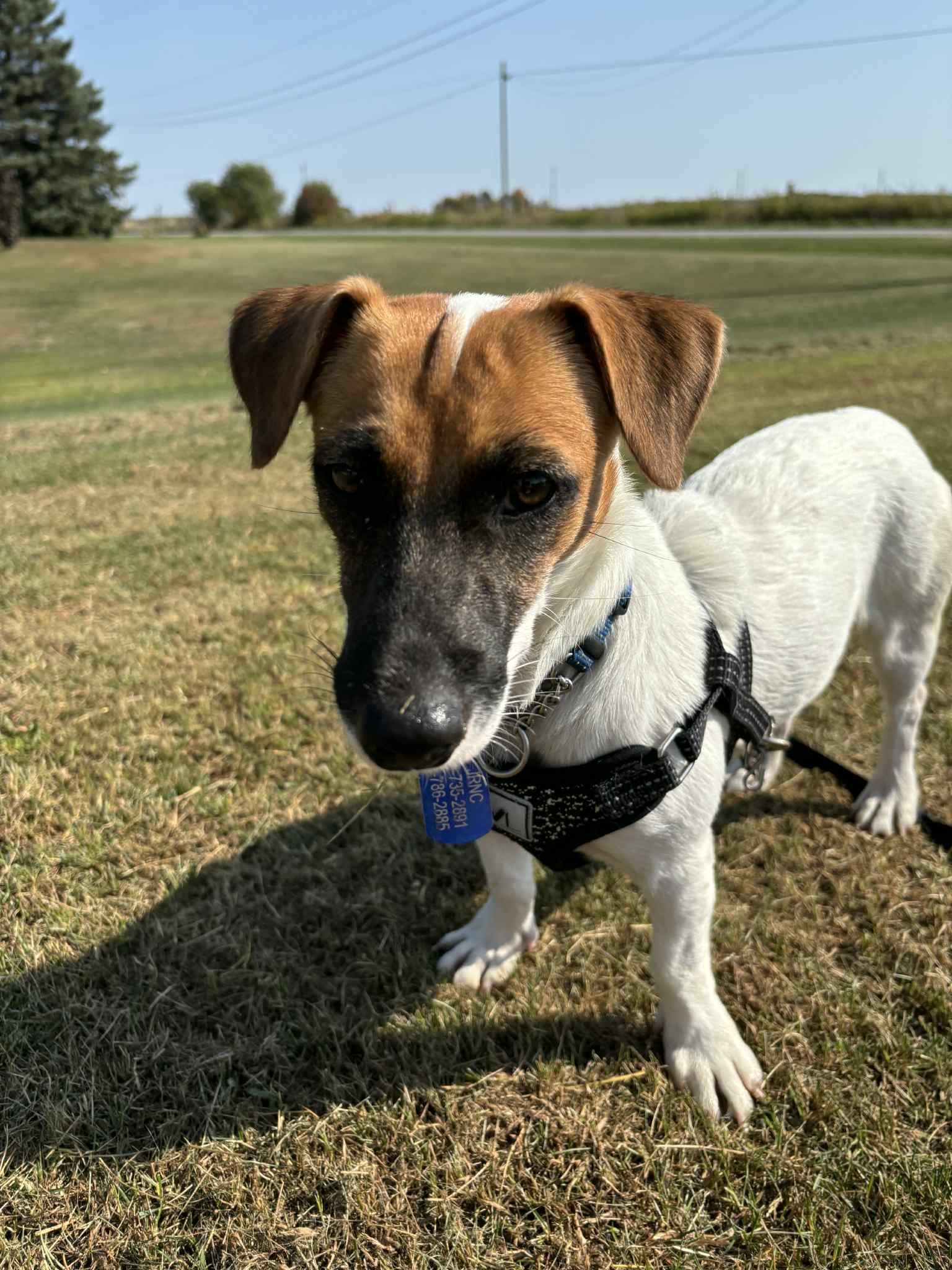 Enlarge Jaki, a Adopted Jack Russell Terrier in Toronto, ON image 2/6