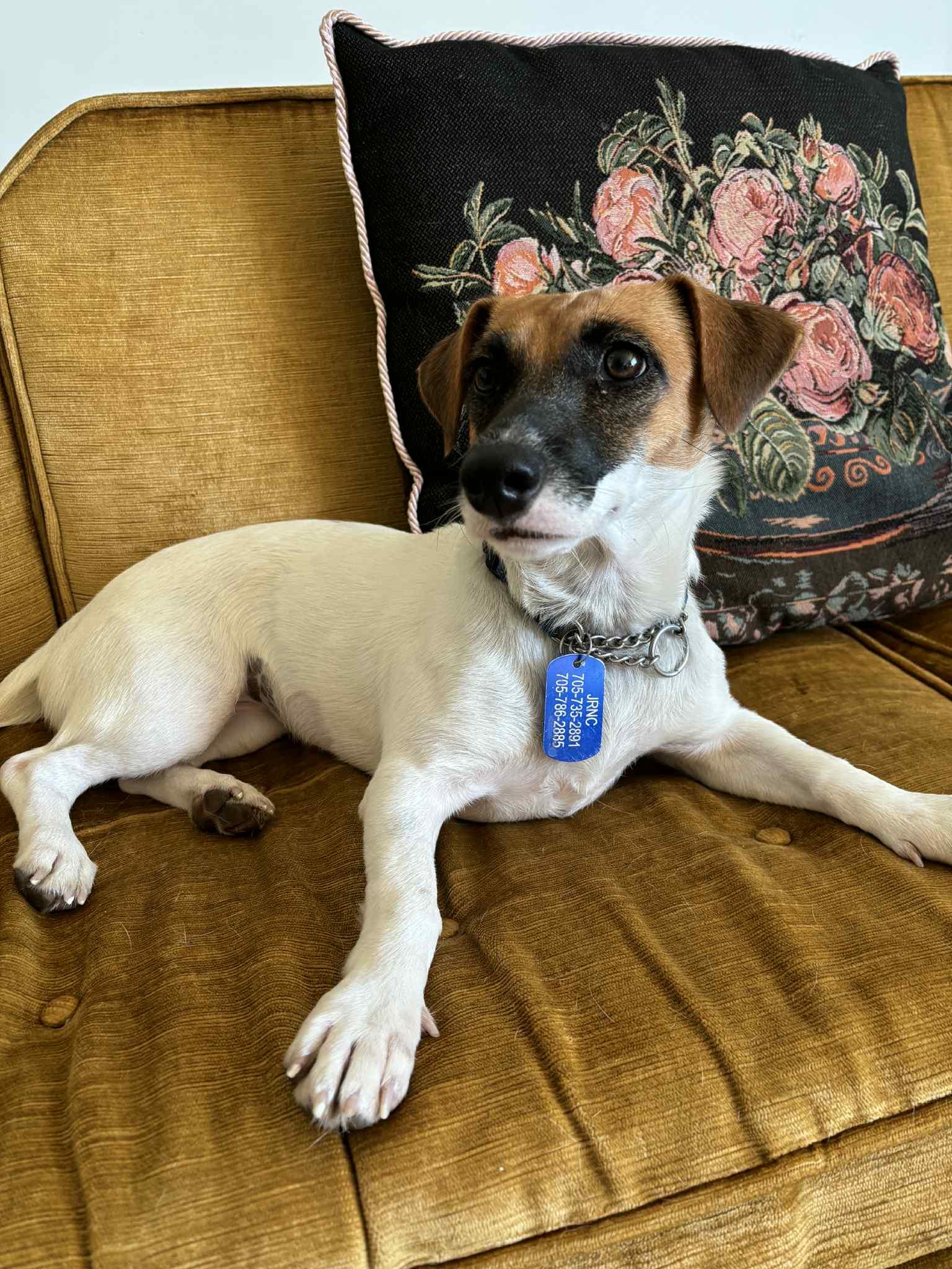 Enlarge Jaki, a Adopted Jack Russell Terrier in Toronto, ON image 1/6