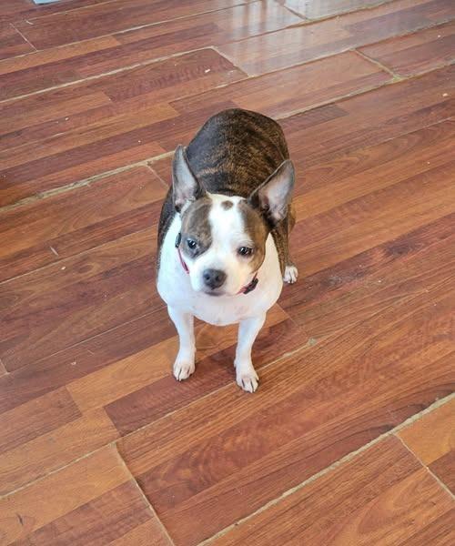 Lucy, Adoptable, Adult Female Chihuahua.