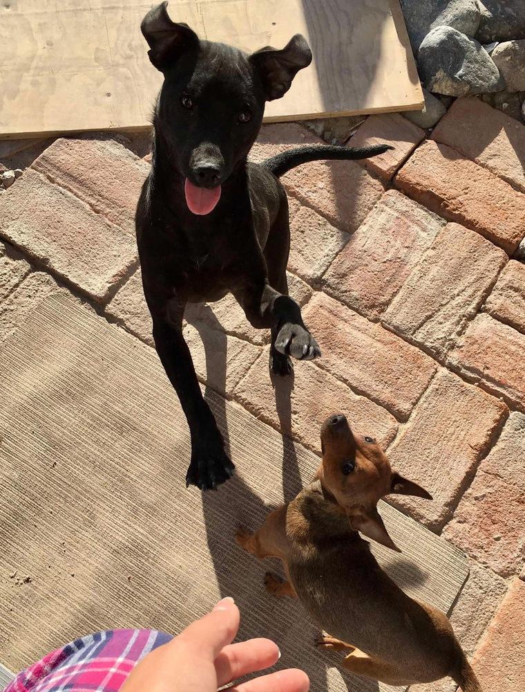 Leroy, Adoptable, Puppy Male Terrier & Dachshund.