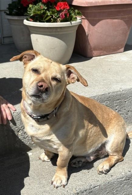 Sunshine, adoptable, Adult Male Labrador Retriever & Dachshund.