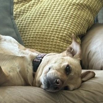 Enlarge Sunshine, an adoptable mixed breed in Pasco, WA image 3/6