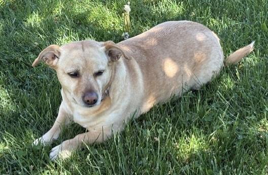 Enlarge Sunshine, an adoptable mixed breed in Pasco, WA image 4/6