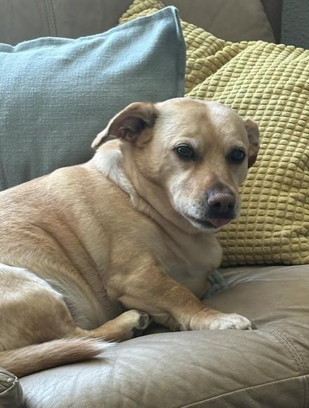 Enlarge Sunshine, an adoptable mixed breed in Pasco, WA image 2/6