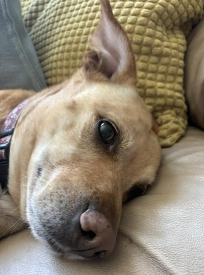 Enlarge Sunshine, an adoptable mixed breed in Pasco, WA image 5/6