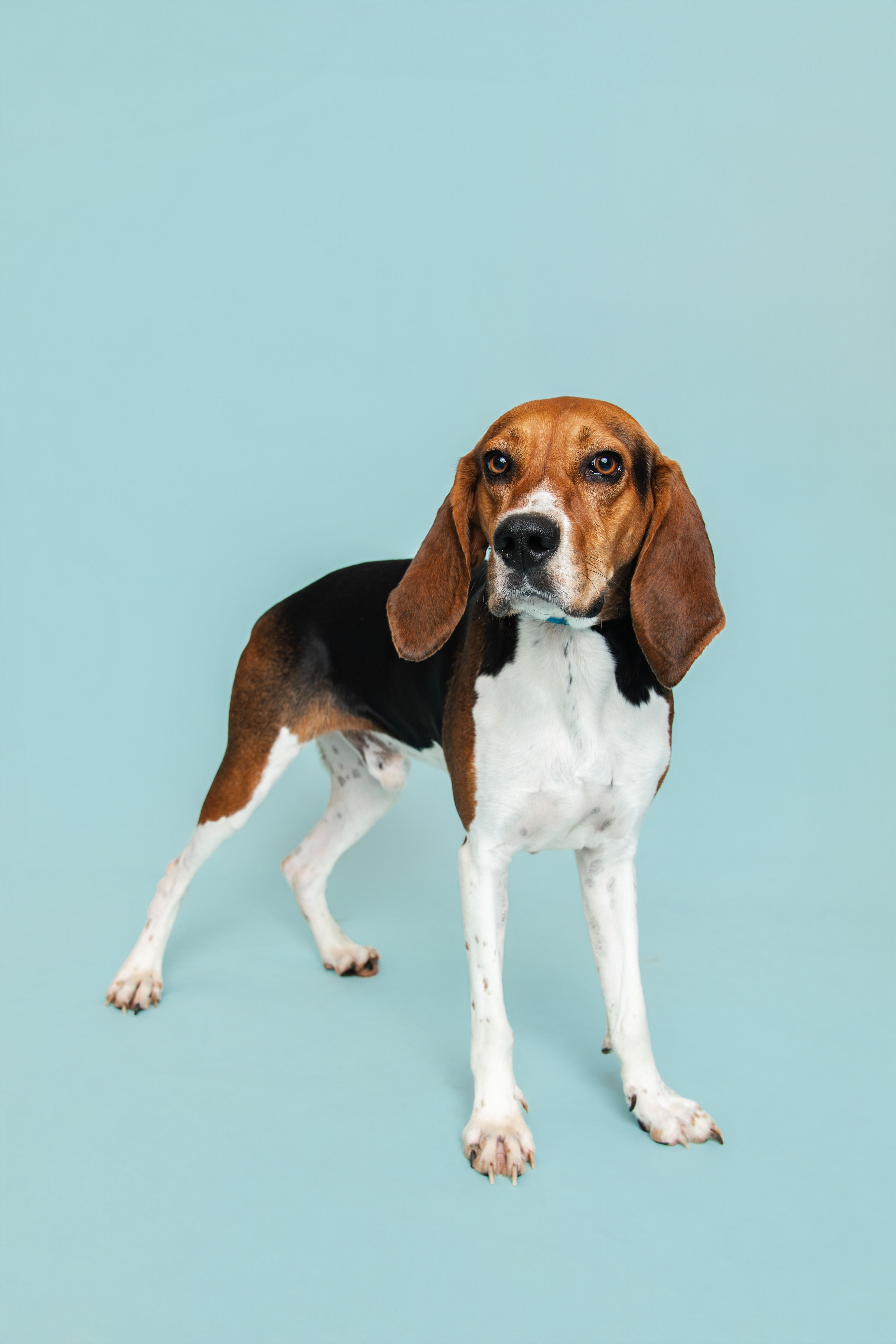 Enlarge Shotgun, an adoptable mixed breed in Sevierville, TN image 1/2