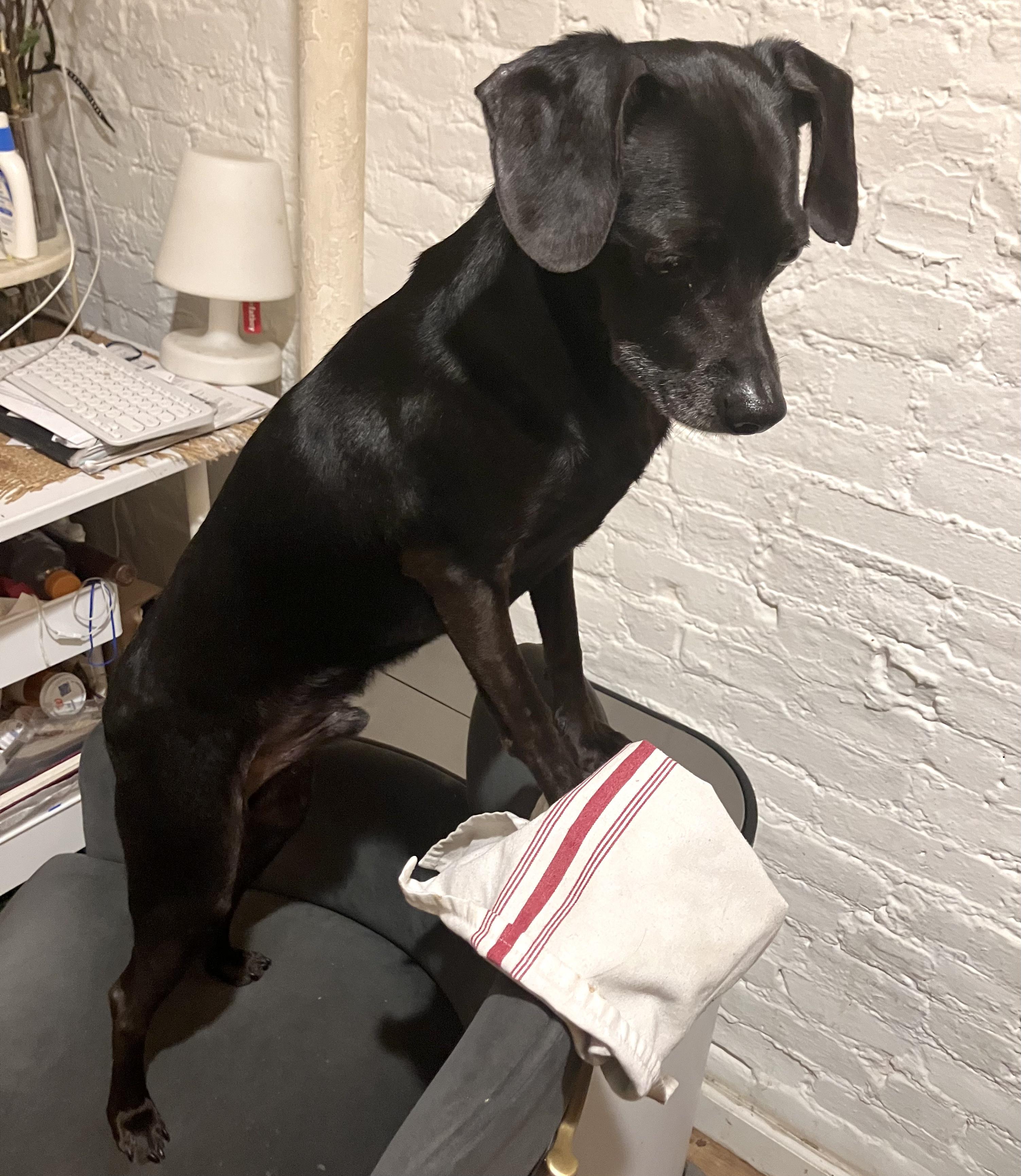 Isaac, a ADOPTABLE mixed breed in Brooklyn, NY image 6/6