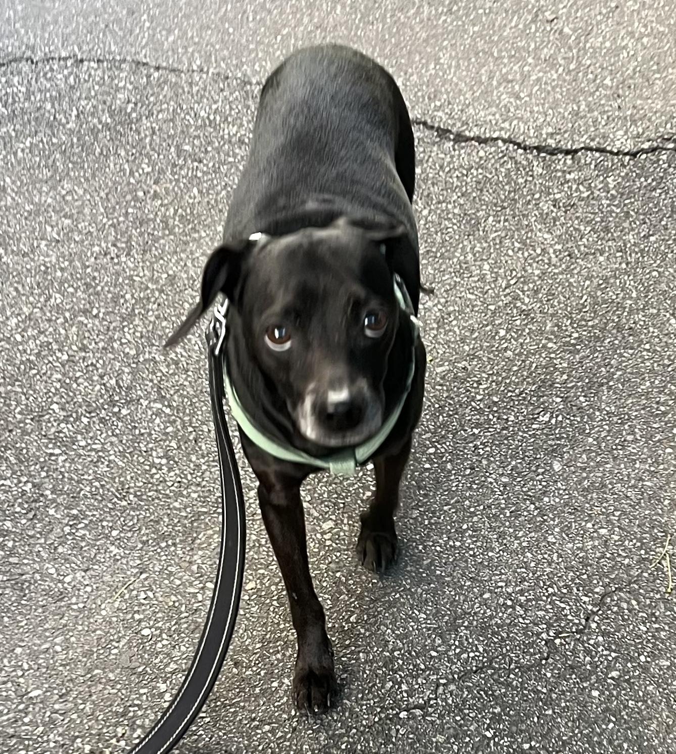 Isaac, a ADOPTABLE mixed breed in Brooklyn, NY image 4/6