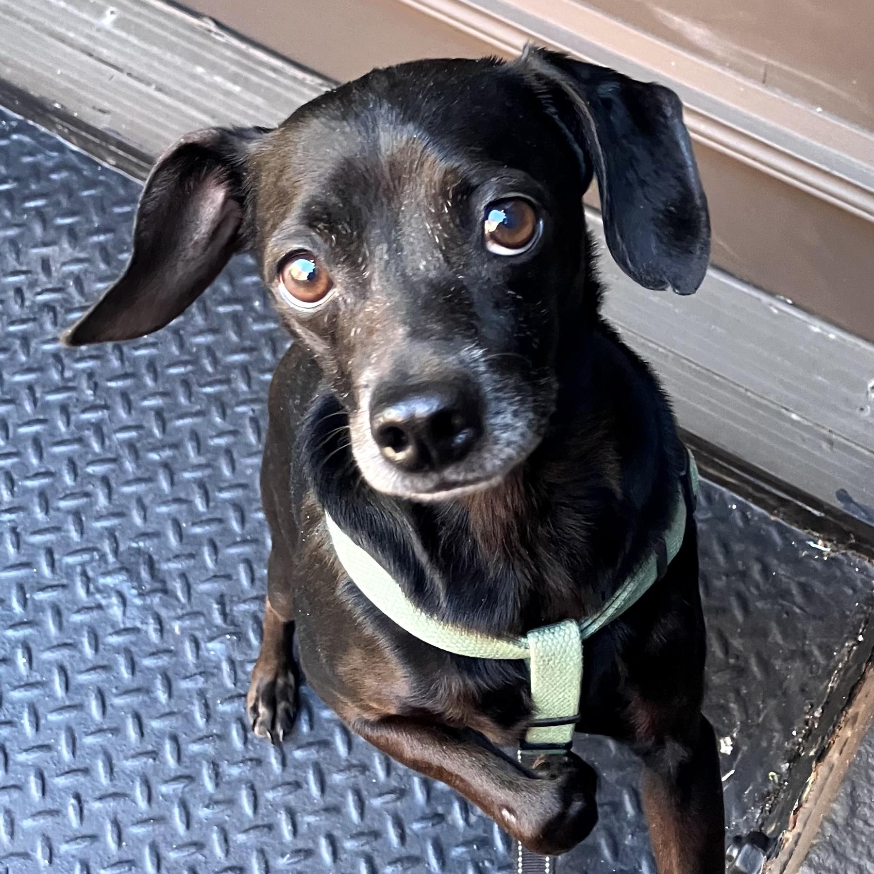 Isaac, a ADOPTABLE mixed breed in Brooklyn, NY image 1/6