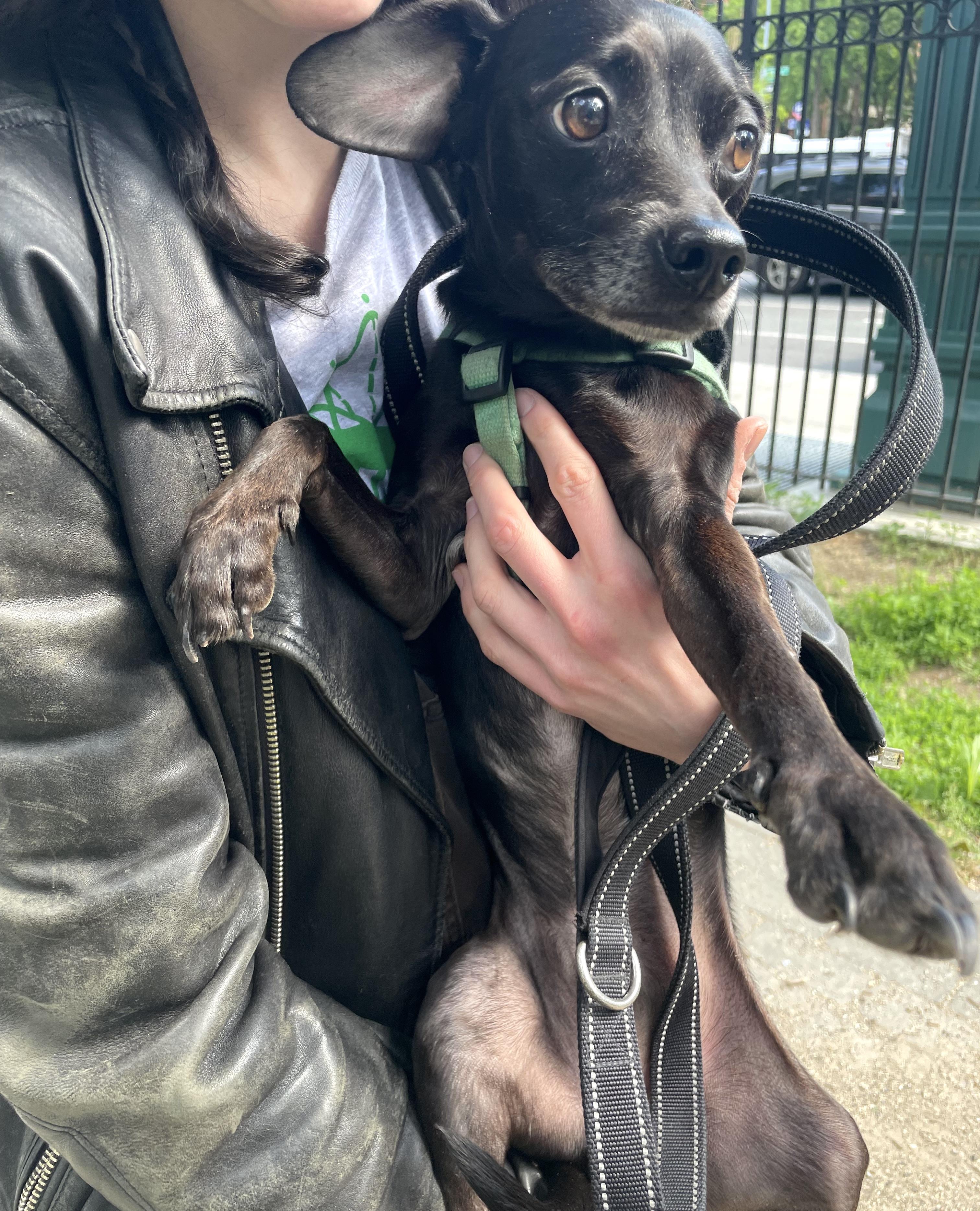 Isaac, a ADOPTABLE mixed breed in Brooklyn, NY image 5/6