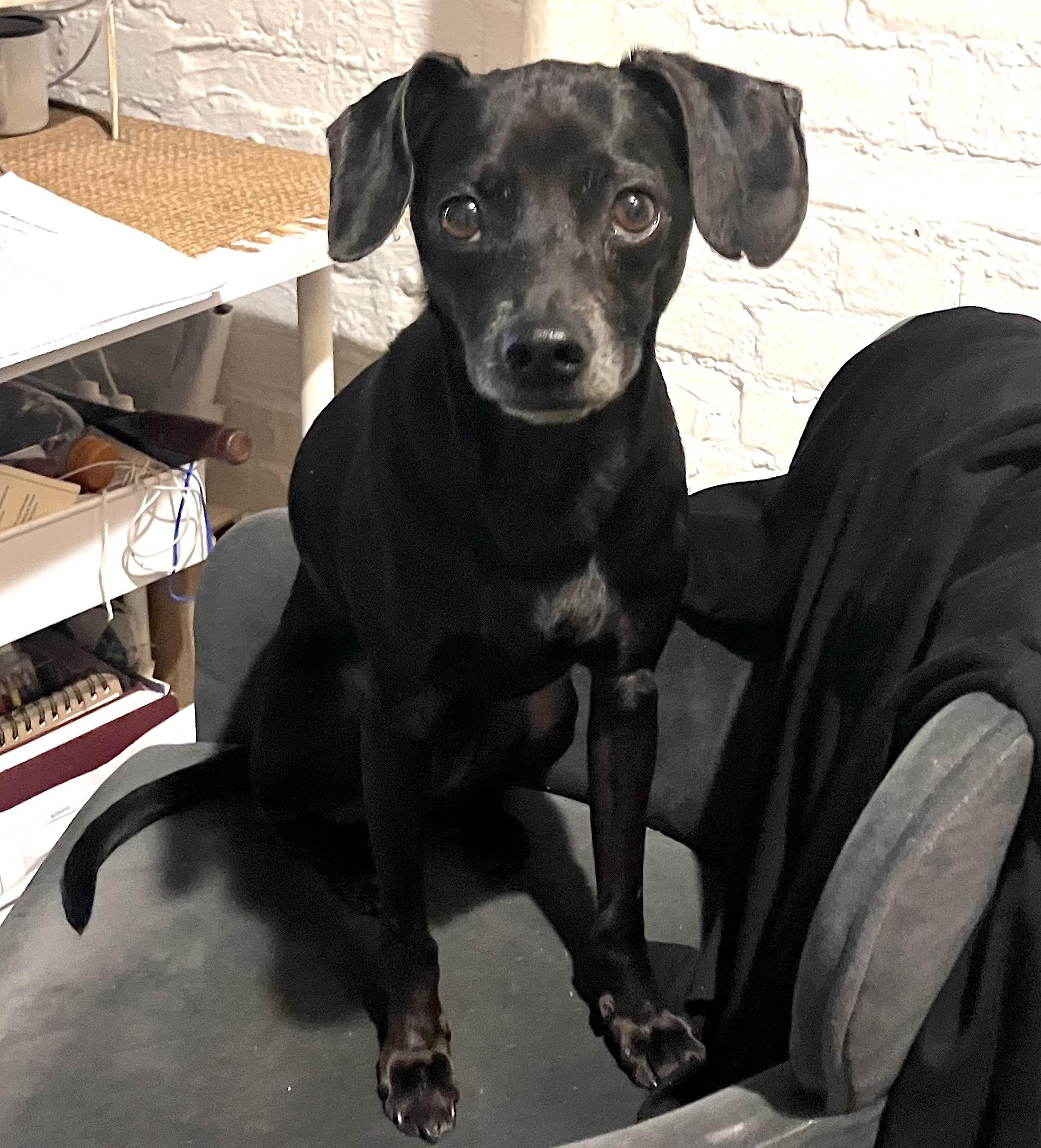 Isaac, a ADOPTABLE mixed breed in Brooklyn, NY image 3/6