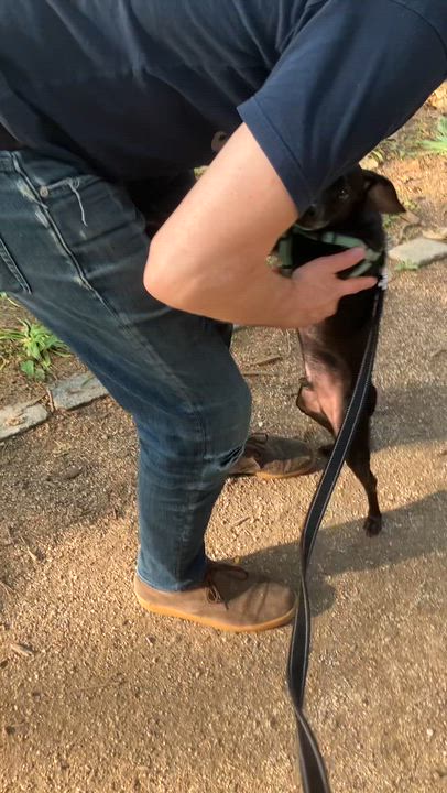 Enlarge Isaac, a ADOPTABLE mixed breed in Brooklyn, NY video 2/6