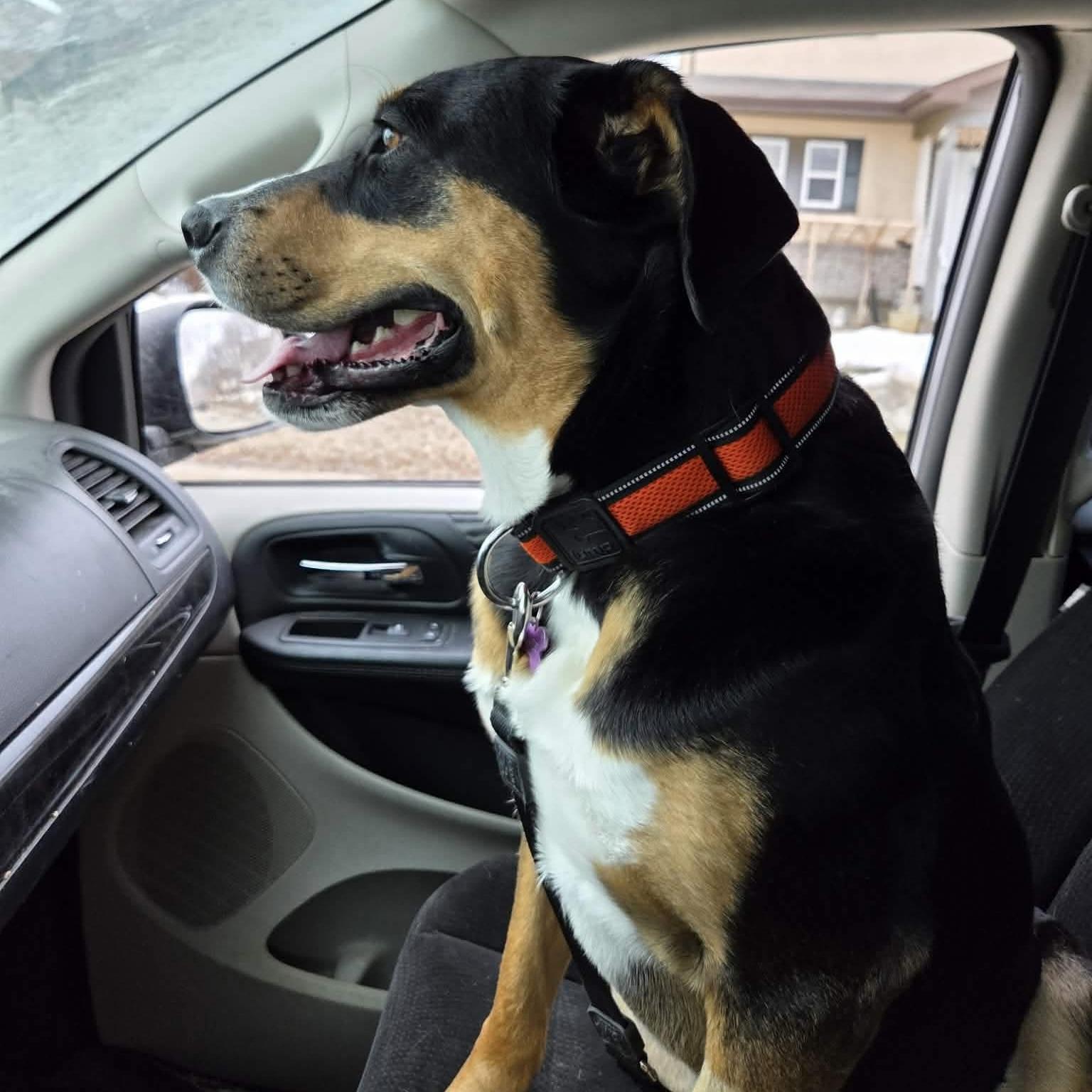 Carrot, a Adoptable mixed breed in Winnipeg, MB image 4/6