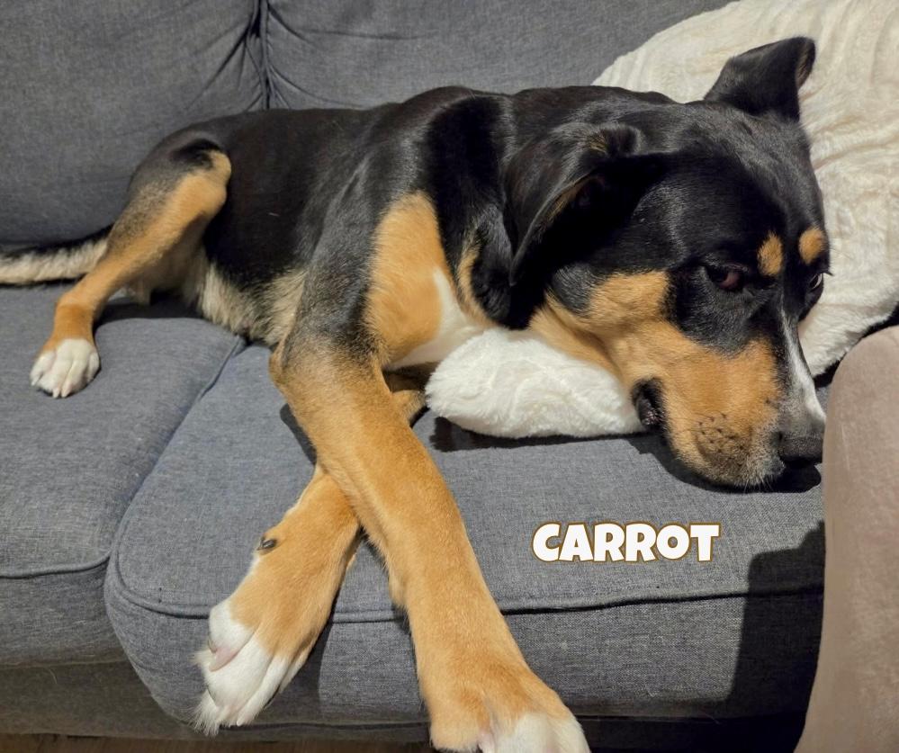 Carrot, a Adoptable mixed breed in Winnipeg, MB image 2/6