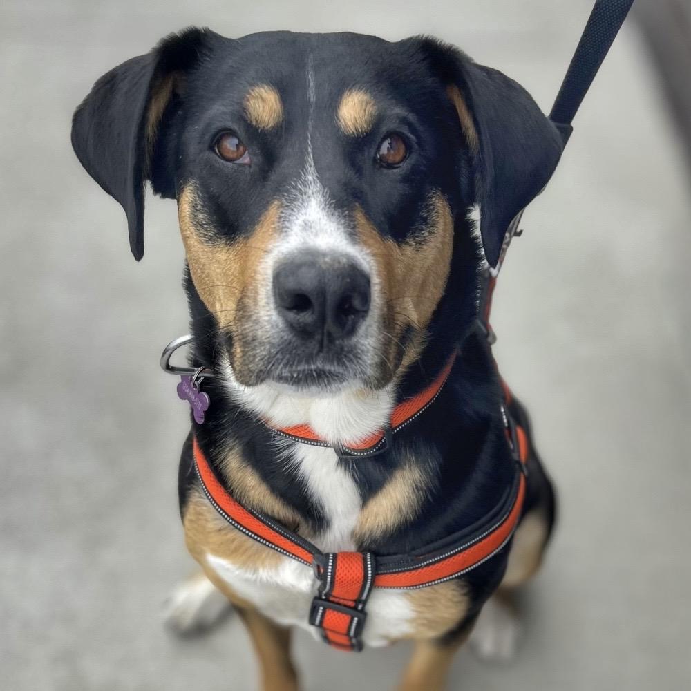 Enlarge Carrot, a Adoptable mixed breed in Winnipeg, MB image 1/6