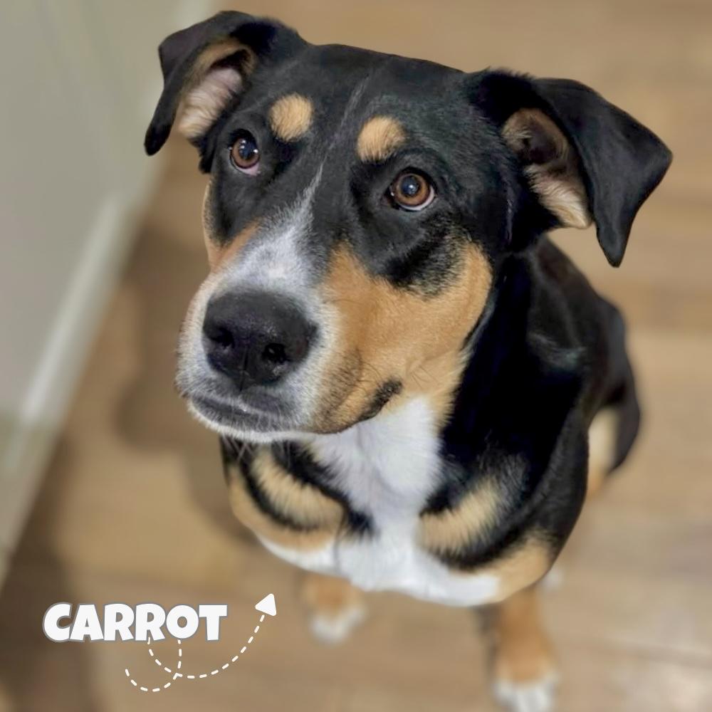 Carrot, Adoptable, Young Female Shepherd.