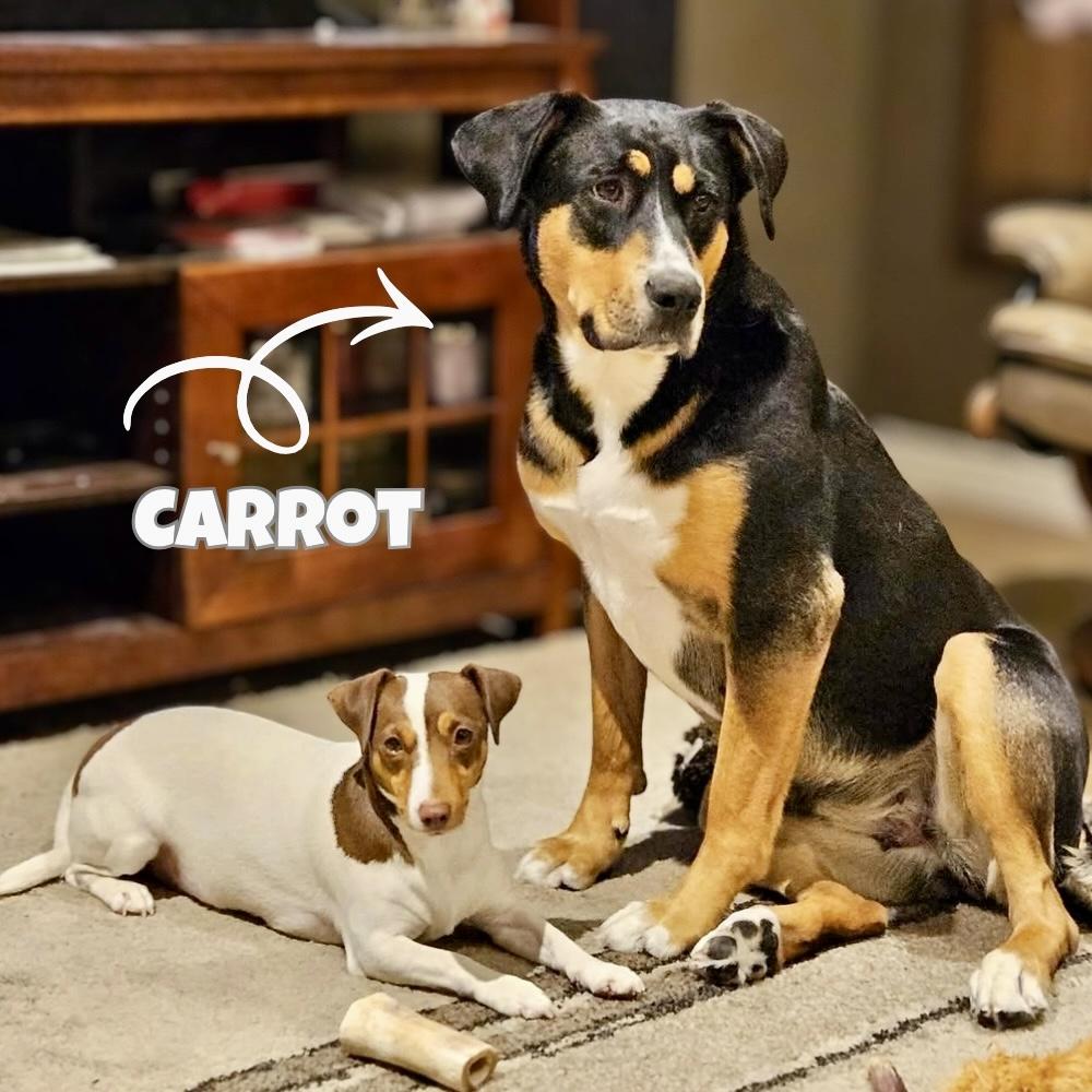 Carrot, a Adoptable mixed breed in Winnipeg, MB image 5/6