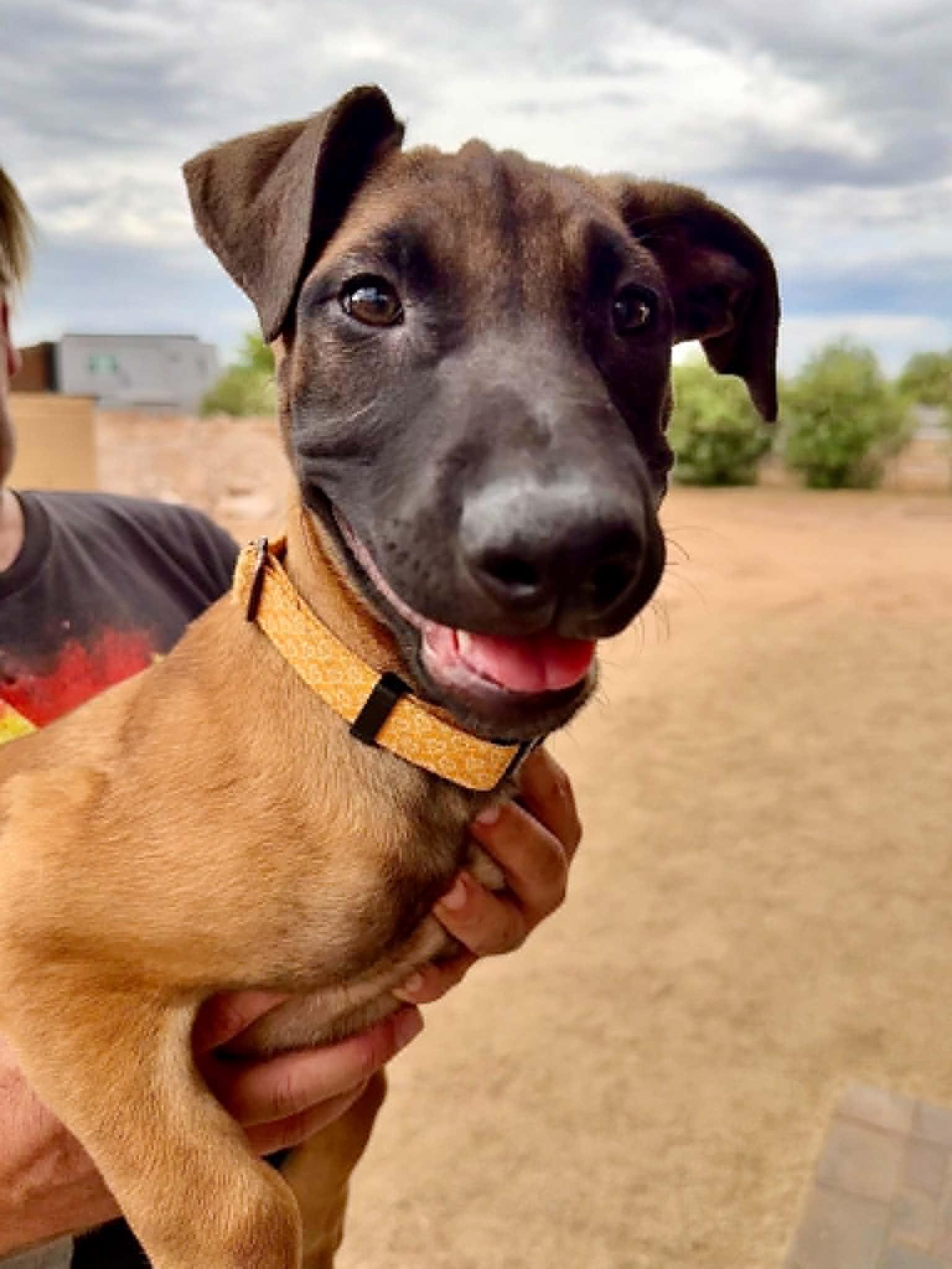 Enlarge Luna - puppy - Venice, a ADOPTABLE mixed breed in Glendale, AZ image 4/5