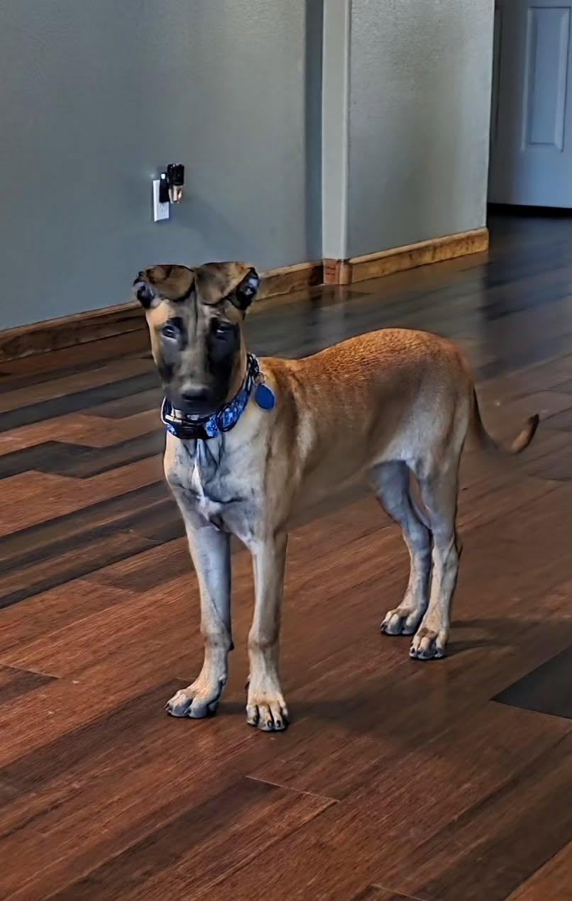 Enlarge Luna - puppy - Venice, a ADOPTABLE mixed breed in Glendale, AZ image 1/5