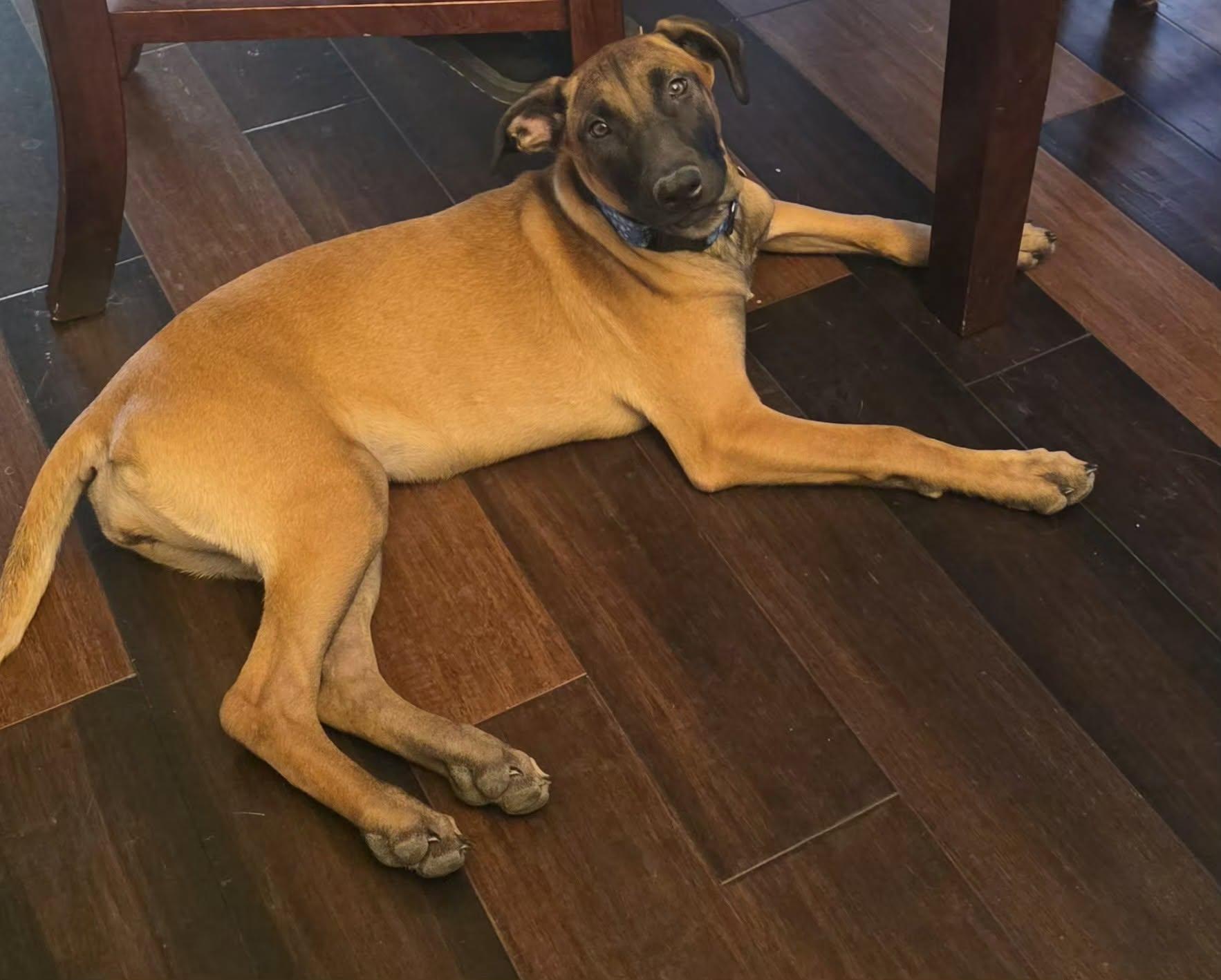Enlarge Luna - puppy - Venice, a ADOPTABLE mixed breed in Glendale, AZ image 5/5