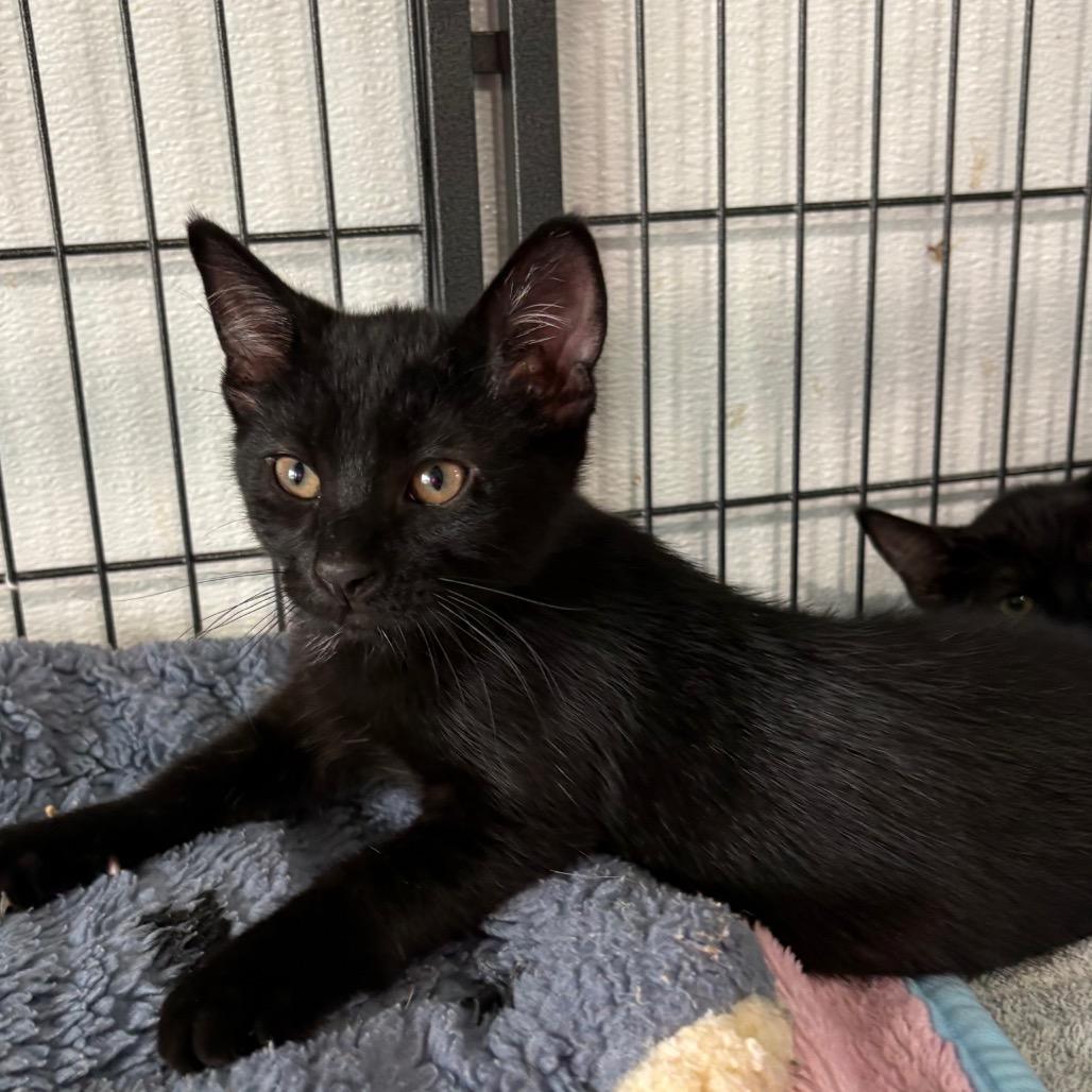 Enlarge Morgana, a Adoptable Domestic Short Hair in Crookston, MN image 2/4
