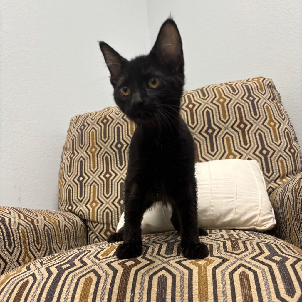 Enlarge Morgana, a Adoptable Domestic Short Hair in Crookston, MN image 3/4