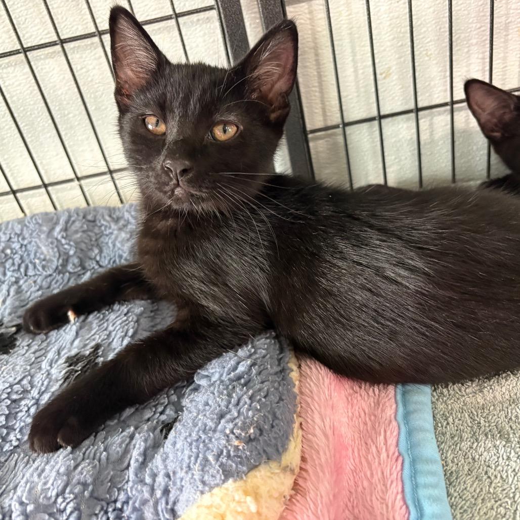 Enlarge Morgana, a Adoptable Domestic Short Hair in Crookston, MN image 1/4