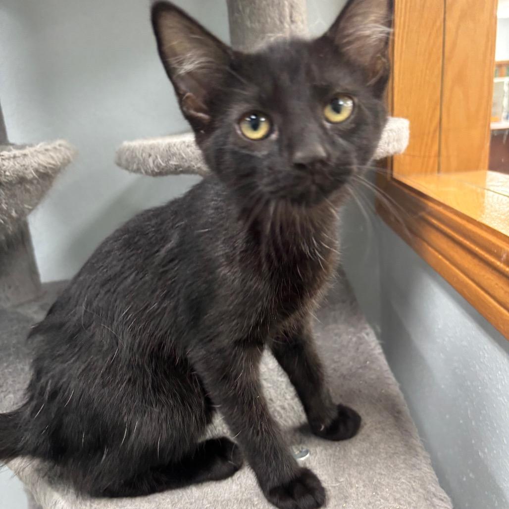 Enlarge Morgana, a Adoptable Domestic Short Hair in Crookston, MN image 4/4
