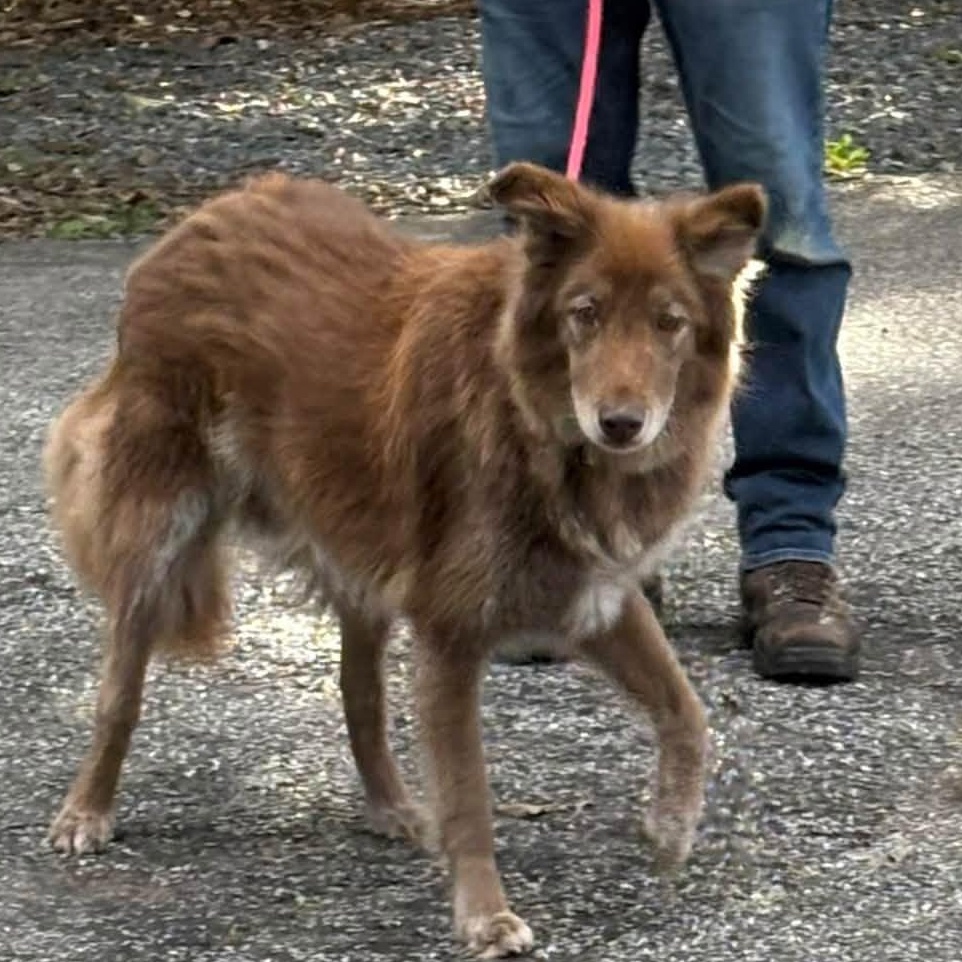 Gage, Adoptable, Senior Male Chocolate Labrador Retriever & Collie.