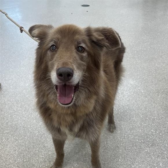 Gage, Adoptable, Senior Male Chocolate Labrador Retriever & Collie.